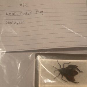 Leaf Footed Bug - Malaysia